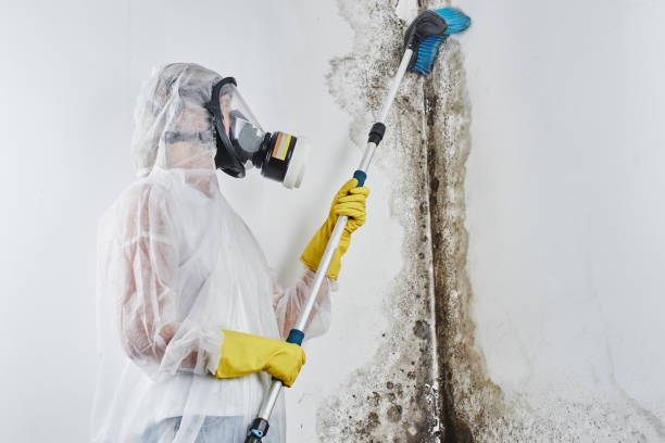 Best Certified Mold Removal  in Hopatcong, NJ