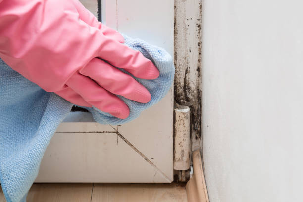 Best Home Mold Removal  in Hopatcong, NJ