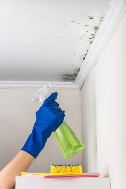 Best Black Mold Removal  in Hopatcong, NJ
